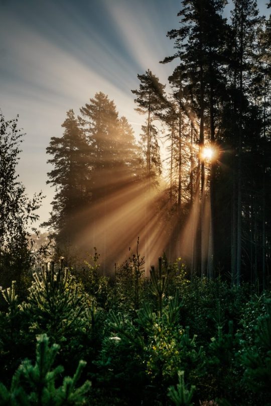Sun shining through the trees in the forrest