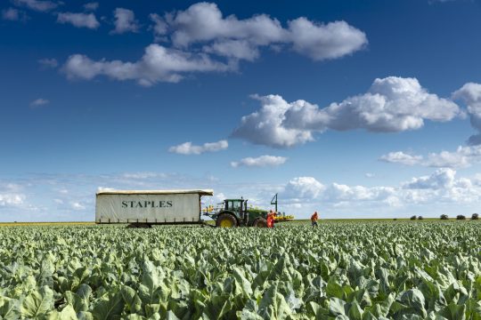 Staples Vegetables